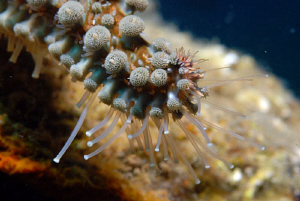 Detail of a starfish by Andy Kutsch 